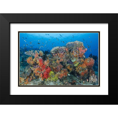 Indonesia, Papua, Raja Ampat Fish around coral Black Modern Wood Framed Art Print with Double Matting by Shimlock, Jones
