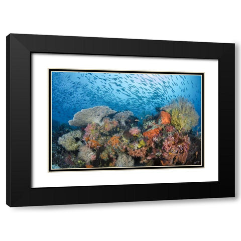 Indonesia, Papua, Raja Ampat Fish around coral Black Modern Wood Framed Art Print with Double Matting by Shimlock, Jones