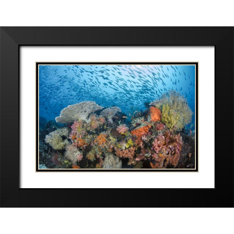 Indonesia, Papua, Raja Ampat Fish around coral Black Modern Wood Framed Art Print with Double Matting by Shimlock, Jones