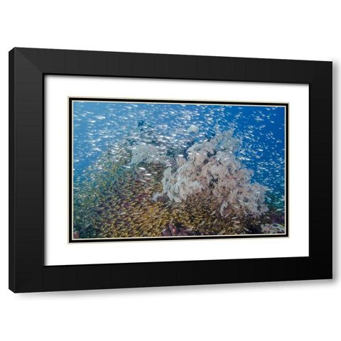 Indonesia, Komodo NP Fish schooling over a reef Black Modern Wood Framed Art Print with Double Matting by Shimlock, Jones