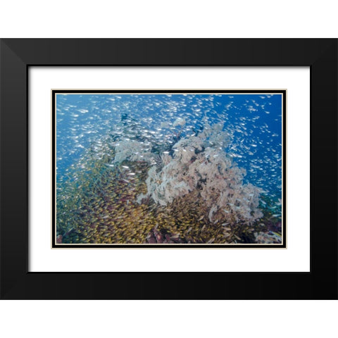 Indonesia, Komodo NP Fish schooling over a reef Black Modern Wood Framed Art Print with Double Matting by Shimlock, Jones