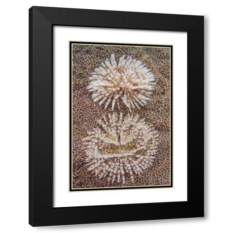 Indonesia, Komodo NP Close-up of tube worms Black Modern Wood Framed Art Print with Double Matting by Shimlock, Jones