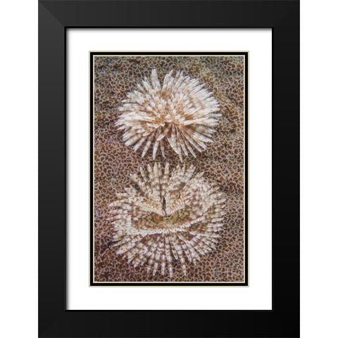 Indonesia, Komodo NP Close-up of tube worms Black Modern Wood Framed Art Print with Double Matting by Shimlock, Jones