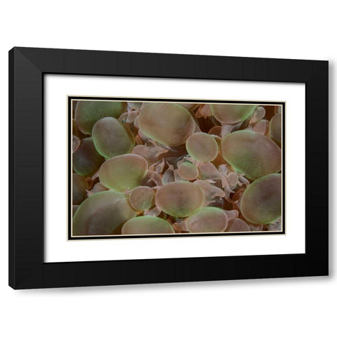 Indonesia, Komodo NP Close-up of hard coral Black Modern Wood Framed Art Print with Double Matting by Shimlock, Jones