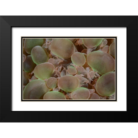 Indonesia, Komodo NP Close-up of hard coral Black Modern Wood Framed Art Print with Double Matting by Shimlock, Jones