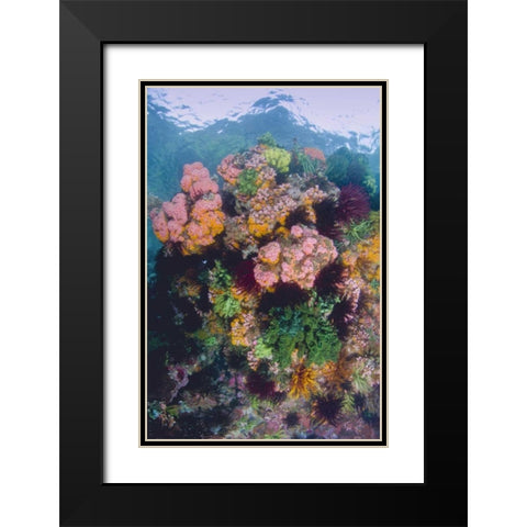Indonesia, Komodo NP Close-up of coral reef Black Modern Wood Framed Art Print with Double Matting by Shimlock, Jones