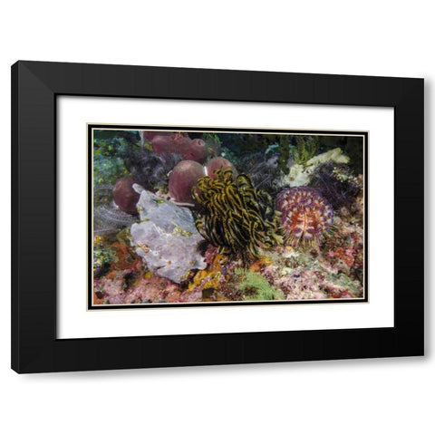 Indonesia, Komodo NP White frogfish on coral Black Modern Wood Framed Art Print with Double Matting by Shimlock, Jones