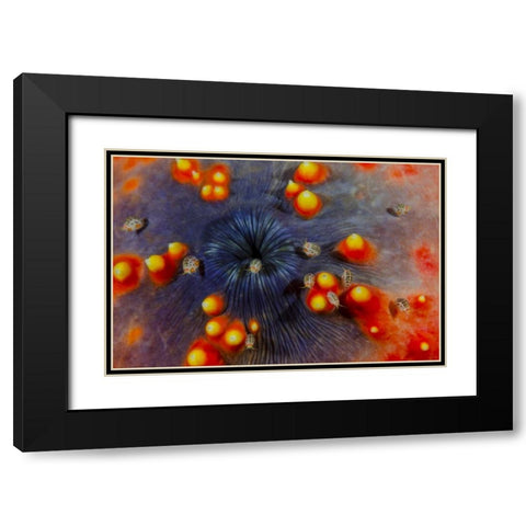 Indonesia, Komodo NP Ostracods on sea cucumber Black Modern Wood Framed Art Print with Double Matting by Shimlock, Jones