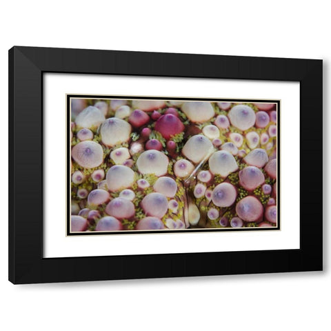 Indonesia, Lembeh Strait Shrimp over sea star Black Modern Wood Framed Art Print with Double Matting by Shimlock, Jones