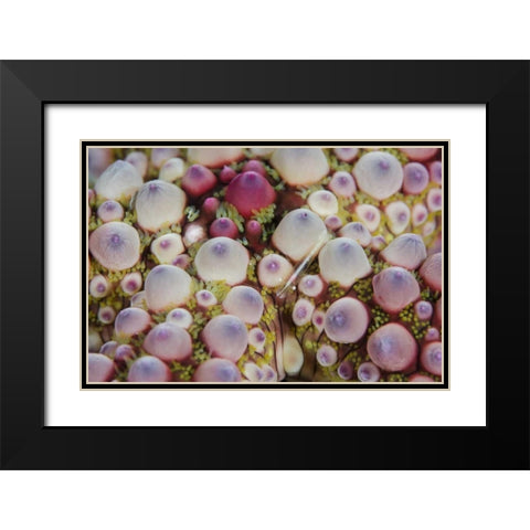Indonesia, Lembeh Strait Shrimp over sea star Black Modern Wood Framed Art Print with Double Matting by Shimlock, Jones