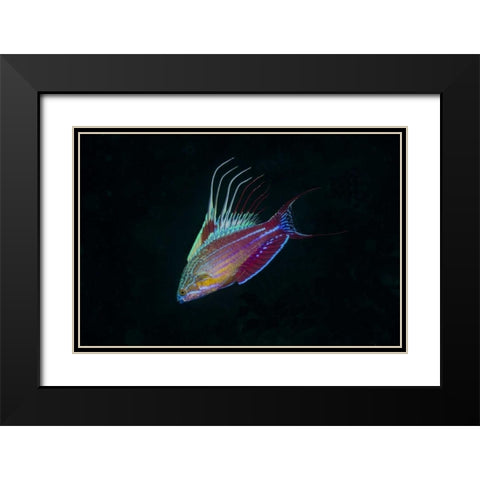 Indonesia, Sulawesi, Lembeh Strait Wrasse fish Black Modern Wood Framed Art Print with Double Matting by Shimlock, Jones