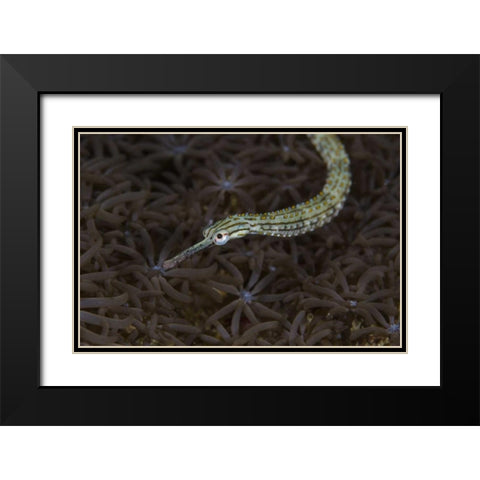 Indonesia, Sulawesi, Pipefish swimming over coral Black Modern Wood Framed Art Print with Double Matting by Shimlock, Jones