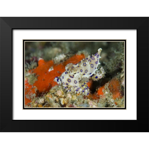 Indonesia, Papua, Raja Ampat Blue-ringed octopus Black Modern Wood Framed Art Print with Double Matting by Shimlock, Jones