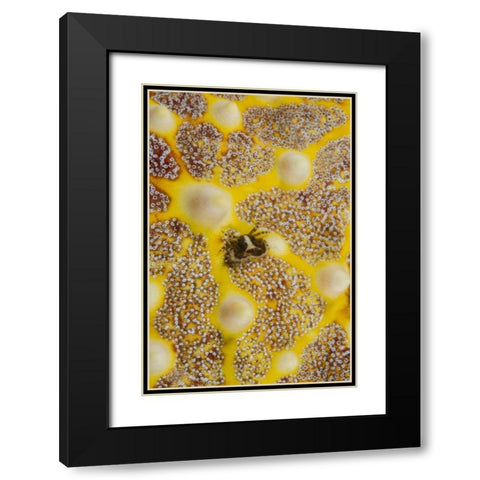 Indonesia, Lembeh Strait Crab on sea star Black Modern Wood Framed Art Print with Double Matting by Shimlock, Jones