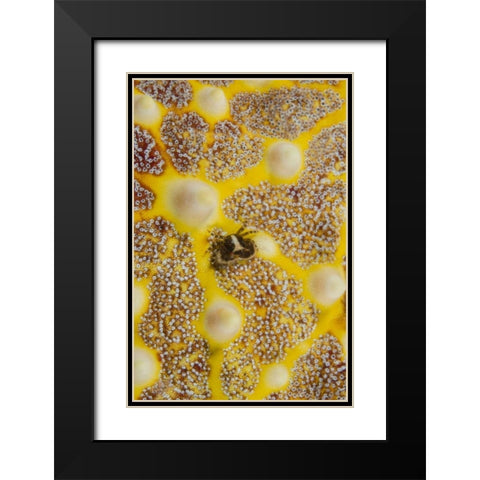 Indonesia, Lembeh Strait Crab on sea star Black Modern Wood Framed Art Print with Double Matting by Shimlock, Jones