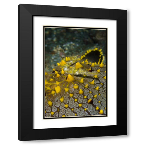 Indonesia, Lembeh Strait Pipefish on sea star Black Modern Wood Framed Art Print with Double Matting by Shimlock, Jones