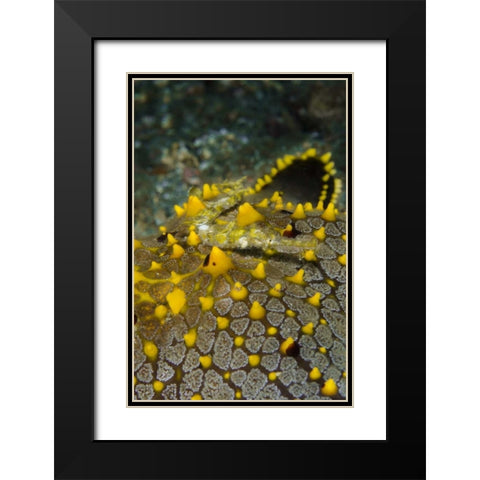 Indonesia, Lembeh Strait Pipefish on sea star Black Modern Wood Framed Art Print with Double Matting by Shimlock, Jones