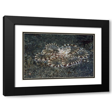Indonesia, Lembeh Strait Close-up of octopus Black Modern Wood Framed Art Print with Double Matting by Shimlock, Jones