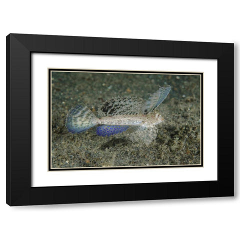 Indonesia, Lembeh Strait Dragonet fish Black Modern Wood Framed Art Print with Double Matting by Shimlock, Jones