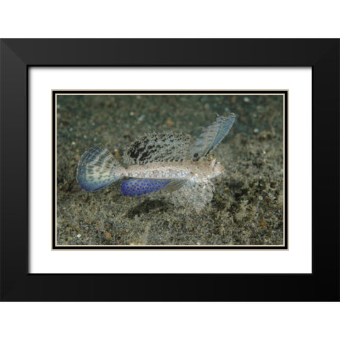 Indonesia, Lembeh Strait Dragonet fish Black Modern Wood Framed Art Print with Double Matting by Shimlock, Jones