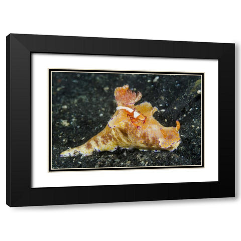 Indonesia, Lembeh Strait Shrimp on nudibranch Black Modern Wood Framed Art Print with Double Matting by Shimlock, Jones