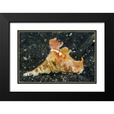 Indonesia, Lembeh Strait Shrimp on nudibranch Black Modern Wood Framed Art Print with Double Matting by Shimlock, Jones