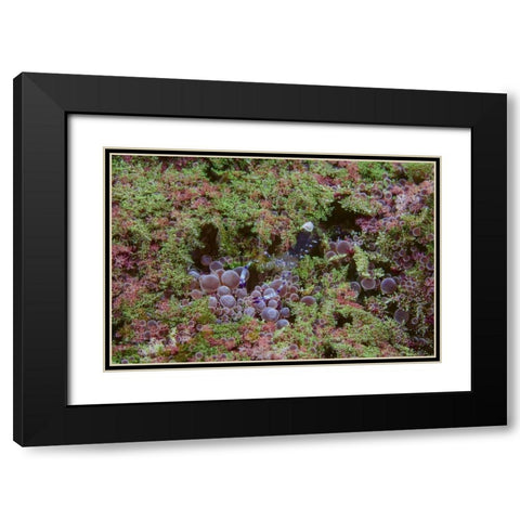 Indonesia, Lembeh Strait Shrimp on anemone Black Modern Wood Framed Art Print with Double Matting by Shimlock, Jones