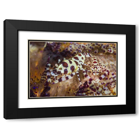 Indonesia, Lembeh Strait Shrimp and sea urchin Black Modern Wood Framed Art Print with Double Matting by Shimlock, Jones