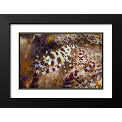 Indonesia, Lembeh Strait Shrimp and sea urchin Black Modern Wood Framed Art Print with Double Matting by Shimlock, Jones