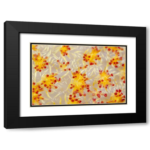 Indonesia, Papua, Cenderawasih Bay soft coral Black Modern Wood Framed Art Print with Double Matting by Shimlock, Jones