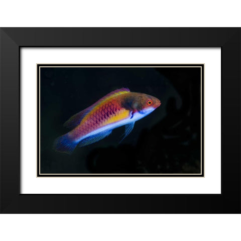Indonesia, Papua, Cenderawasih Bay Wrasse fish Black Modern Wood Framed Art Print with Double Matting by Shimlock, Jones