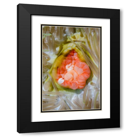 Indonesia, Papua, Cenderawasih Bay Anemone Black Modern Wood Framed Art Print with Double Matting by Shimlock, Jones