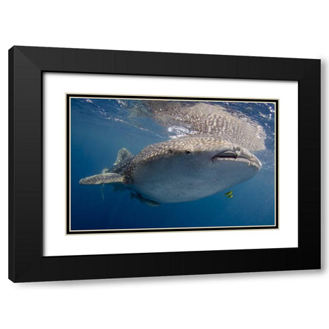 Indonesia, Papua, Cenderawasih Bay Whale shark Black Modern Wood Framed Art Print with Double Matting by Shimlock, Jones