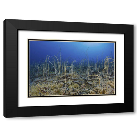 Indonesia, Papua, Cenderawasih Bay Soft coral Black Modern Wood Framed Art Print with Double Matting by Shimlock, Jones