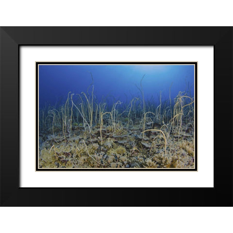 Indonesia, Papua, Cenderawasih Bay Soft coral Black Modern Wood Framed Art Print with Double Matting by Shimlock, Jones