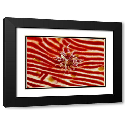 Indonesia, Papua Anemone on sea cucumber Black Modern Wood Framed Art Print with Double Matting by Shimlock, Jones