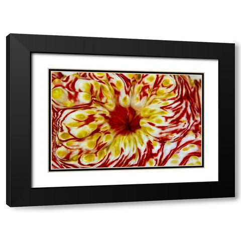 Indonesia, Papua, Cenderawasih Bay Sea cucumber Black Modern Wood Framed Art Print with Double Matting by Shimlock, Jones