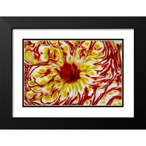 Indonesia, Papua, Cenderawasih Bay Sea cucumber Black Modern Wood Framed Art Print with Double Matting by Shimlock, Jones