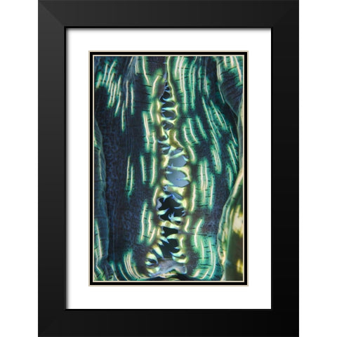 Indonesia, Papua, Cenderawasih Bay Clam shell Black Modern Wood Framed Art Print with Double Matting by Shimlock, Jones