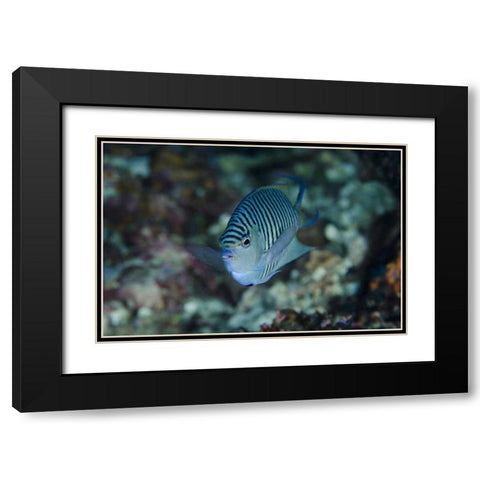 Indonesia, Papua, Cenderawasih Bay Angelfish Black Modern Wood Framed Art Print with Double Matting by Shimlock, Jones