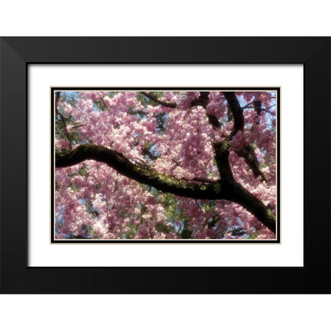 Japan, Tokyo Cherry blossoms in bloom in spring Black Modern Wood Framed Art Print with Double Matting by Ross, Nancy ,  Steve