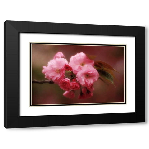 Japan, Osaka Cherry blossoms during a Festival Black Modern Wood Framed Art Print with Double Matting by Ross, Nancy ,  Steve