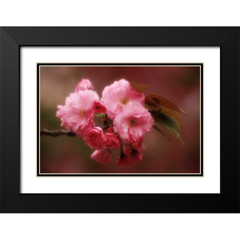 Japan, Osaka Cherry blossoms during a Festival Black Modern Wood Framed Art Print with Double Matting by Ross, Nancy ,  Steve