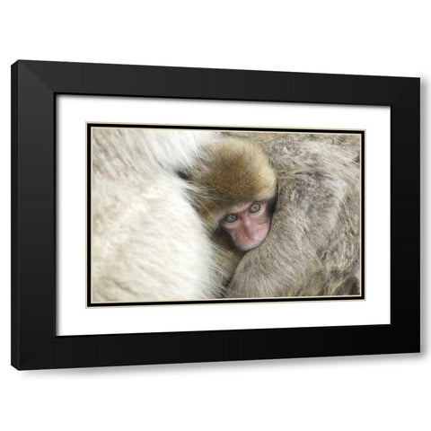 Japan A baby snow monkey peeks out from mom Black Modern Wood Framed Art Print with Double Matting by Anon, Josh