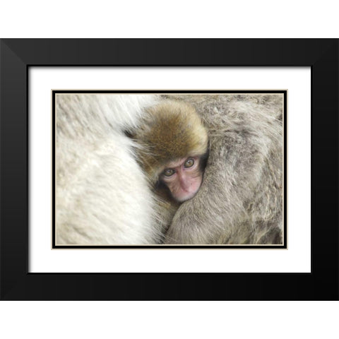 Japan A baby snow monkey peeks out from mom Black Modern Wood Framed Art Print with Double Matting by Anon, Josh