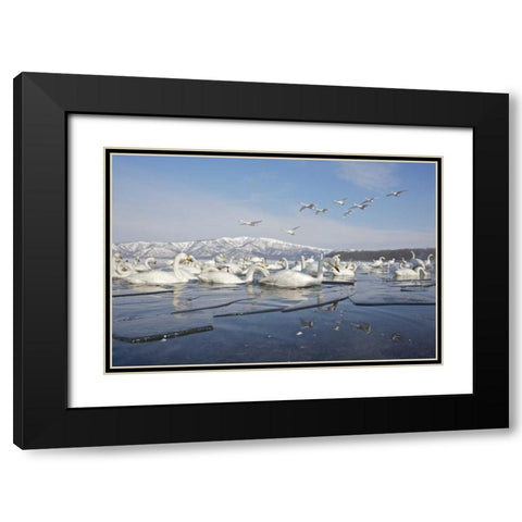 Japan, Hokkaido, Teshikaga Whooper swans rest Black Modern Wood Framed Art Print with Double Matting by Anon, Josh