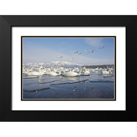 Japan, Hokkaido, Teshikaga Whooper swans rest Black Modern Wood Framed Art Print with Double Matting by Anon, Josh