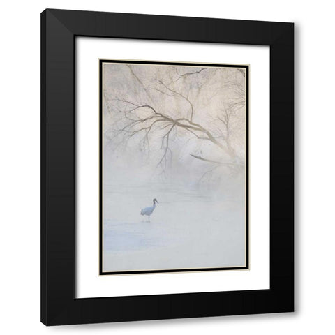 Japan, Hokkaido A hooded crane in foggy morning Black Modern Wood Framed Art Print with Double Matting by Anon, Josh
