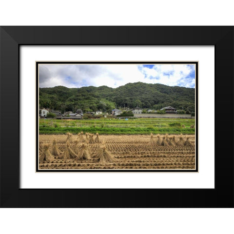 Japan, Nara, Heguri-cho Field of drying rice Black Modern Wood Framed Art Print with Double Matting by Flaherty, Dennis