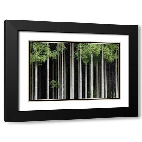 Japan, Nara, Soni Plateau Cedar tree grove Black Modern Wood Framed Art Print with Double Matting by Flaherty, Dennis